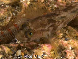 Yarrels Blenny, Sigma 50mm lens, twin strobes by Mike Clark 